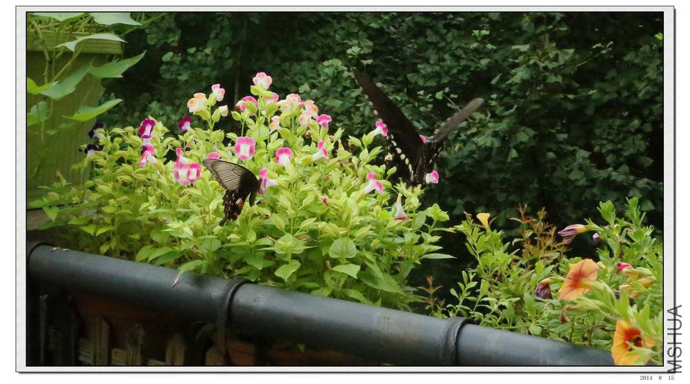 2014081502.jpg