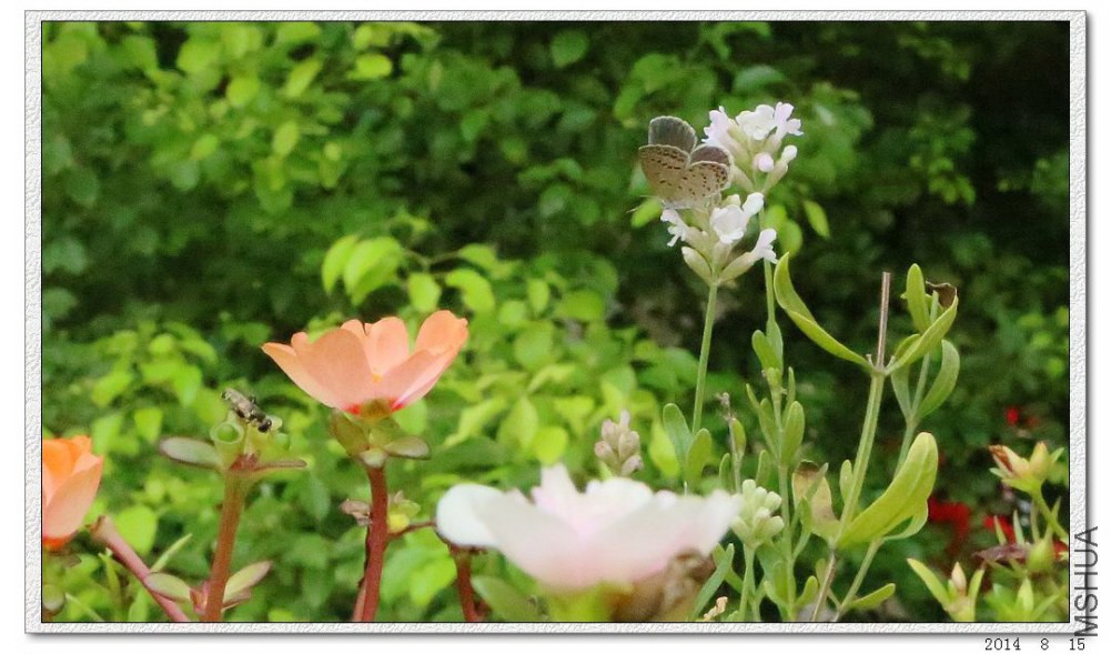 2014081503.jpg