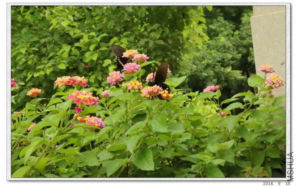 2014081507.jpg