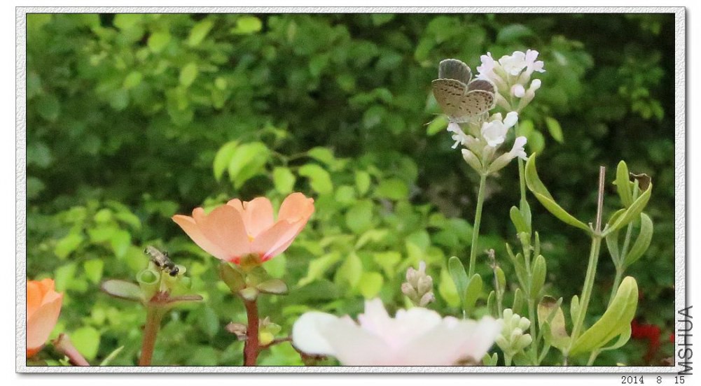 2014081509.jpg