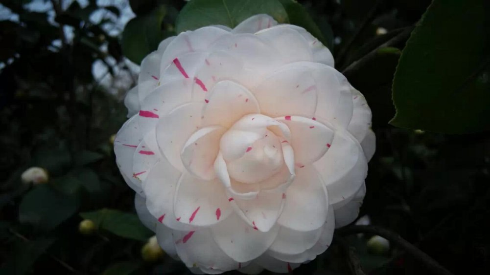 psb (1).jpg