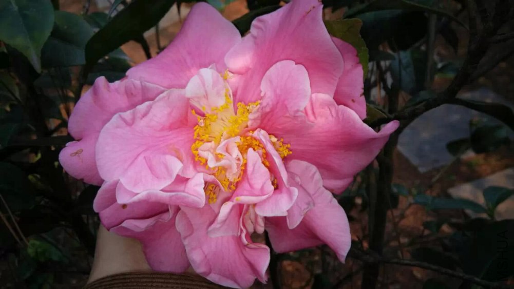 psb (9).jpg
