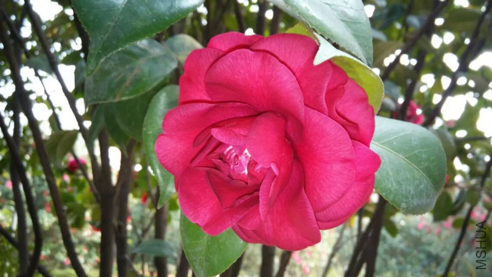 psb (12).jpg