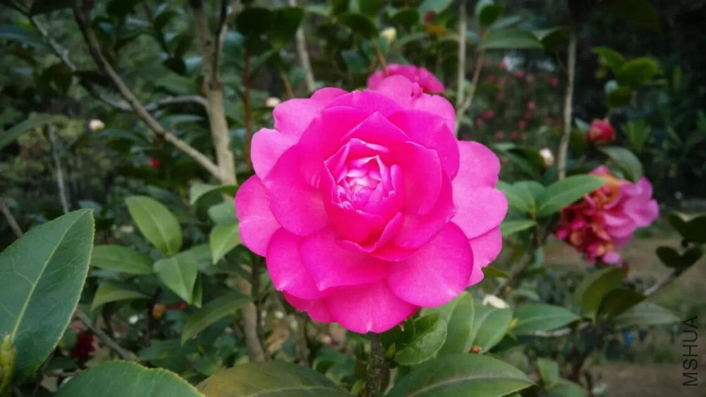 psb (30).jpg