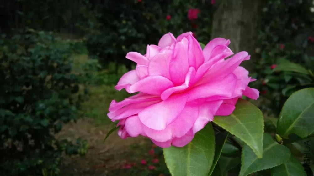 psb (27).jpg