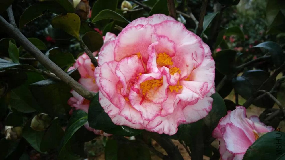 psb (46).jpg