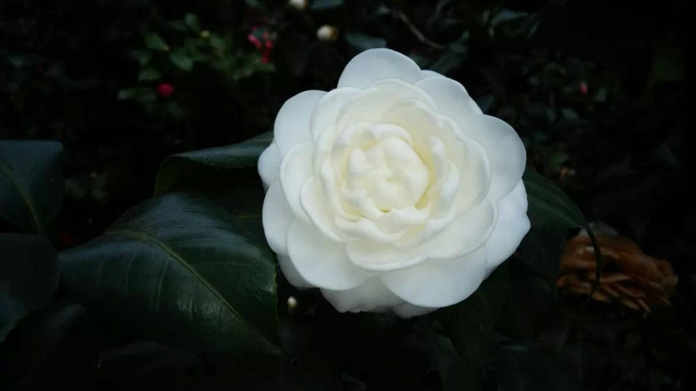 psb (52).jpg