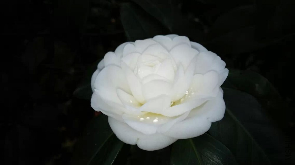 psb (80).jpg