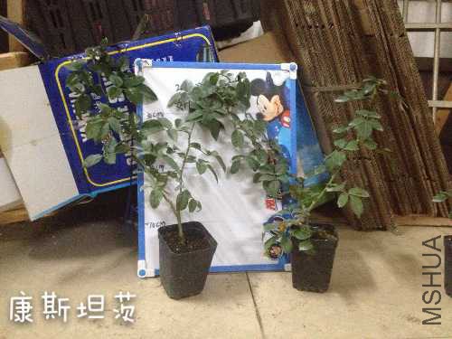 image.jpg