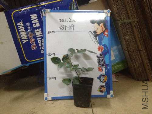 image.jpg