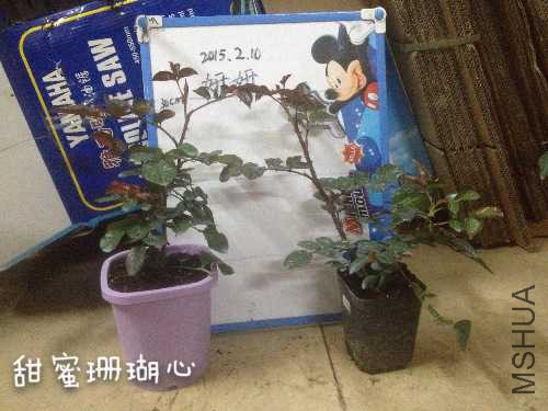 image.jpg