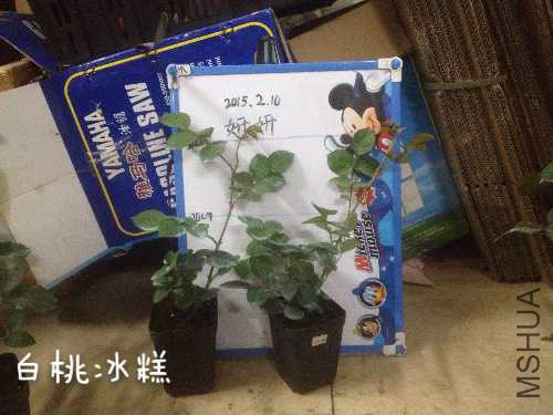 image.jpg
