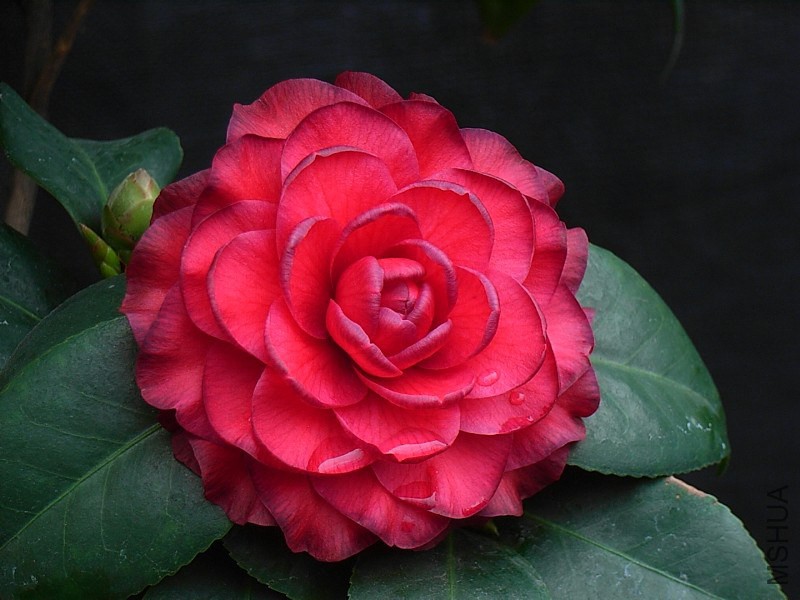 1.����-1.JPG