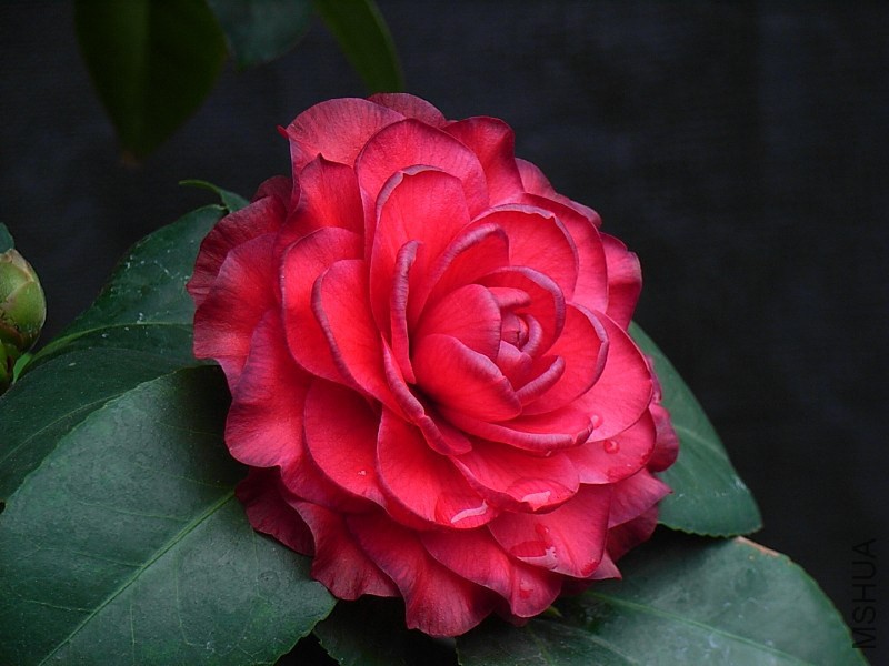 1.����-3.JPG