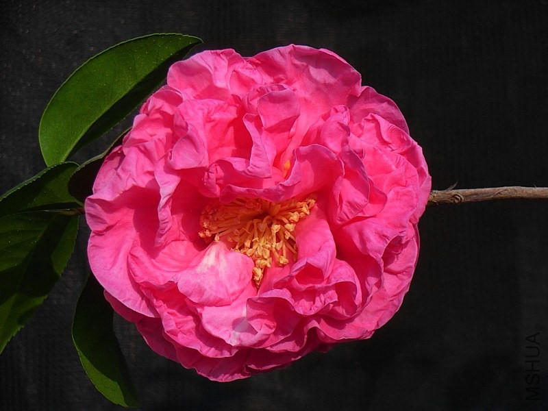 2.ĵ���ʺ�-1.JPG