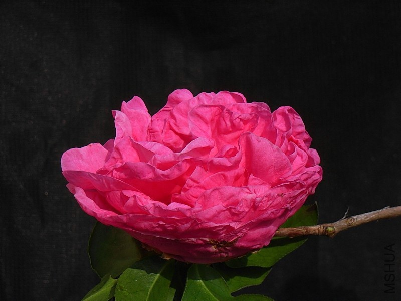 2.ĵ���ʺ�-2.JPG