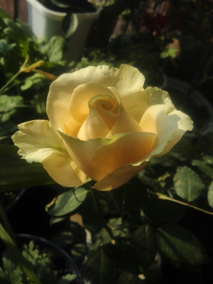 QQͼƬ20150211111406.jpg