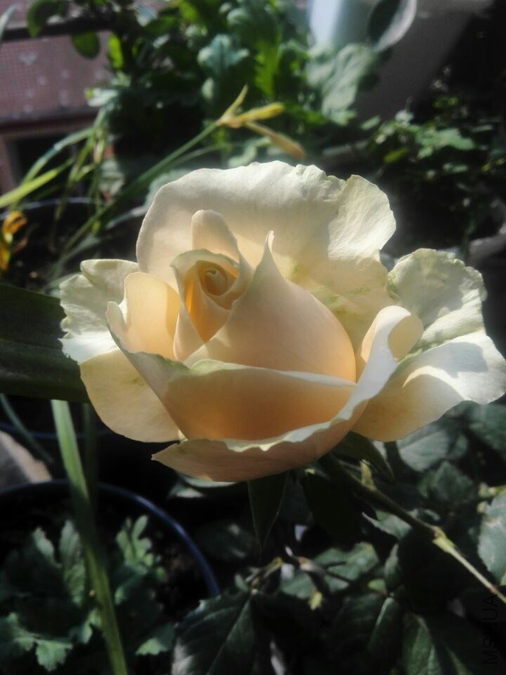 QQͼƬ20150211111343.jpg