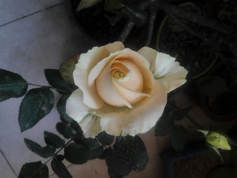 QQͼƬ20150211111346.jpg
