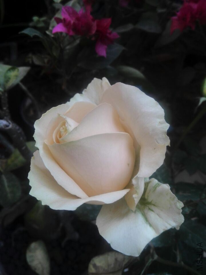 QQͼƬ20150211111351.jpg