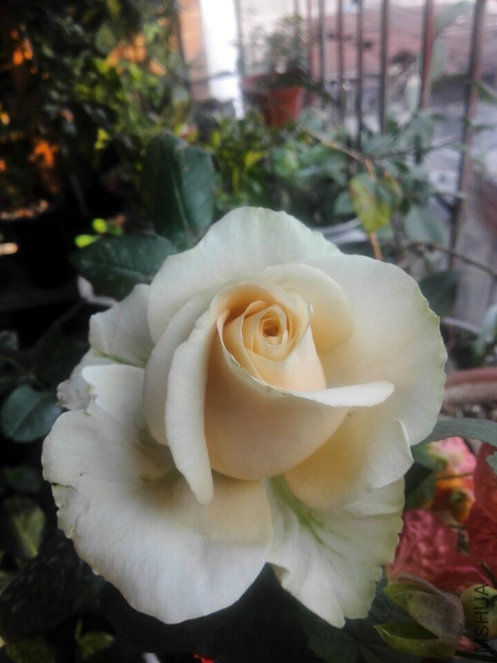 QQͼƬ20150211110557.jpg