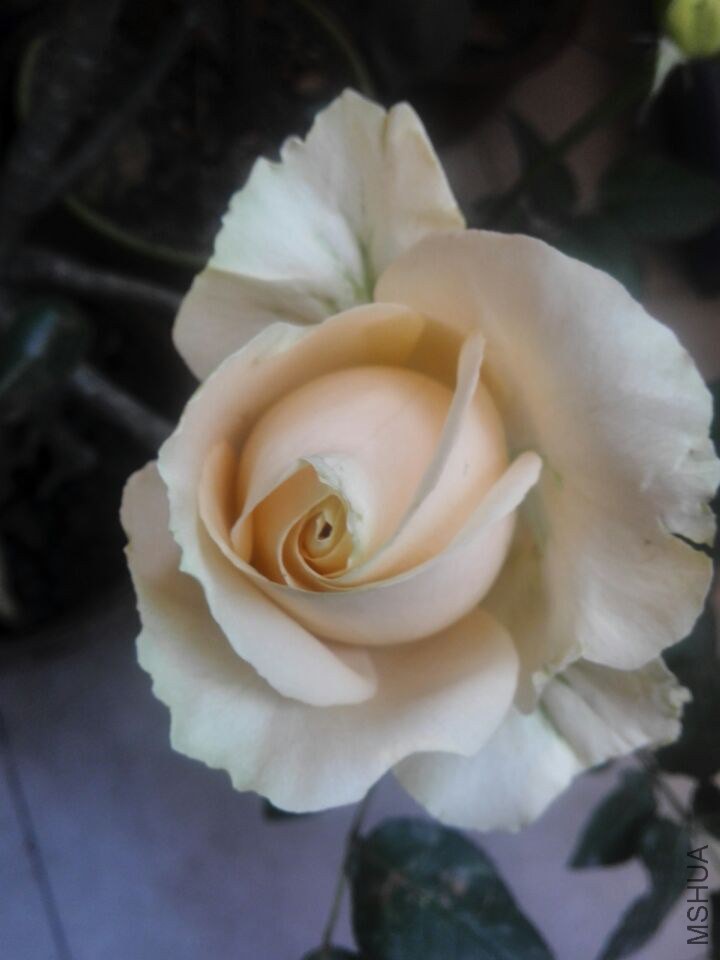 QQͼƬ20150211111327.jpg