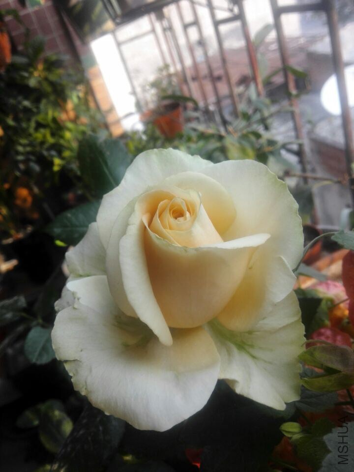 QQͼƬ20150211110532.jpg