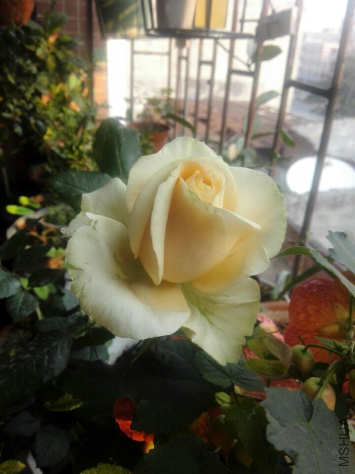 QQͼƬ20150211110541.jpg
