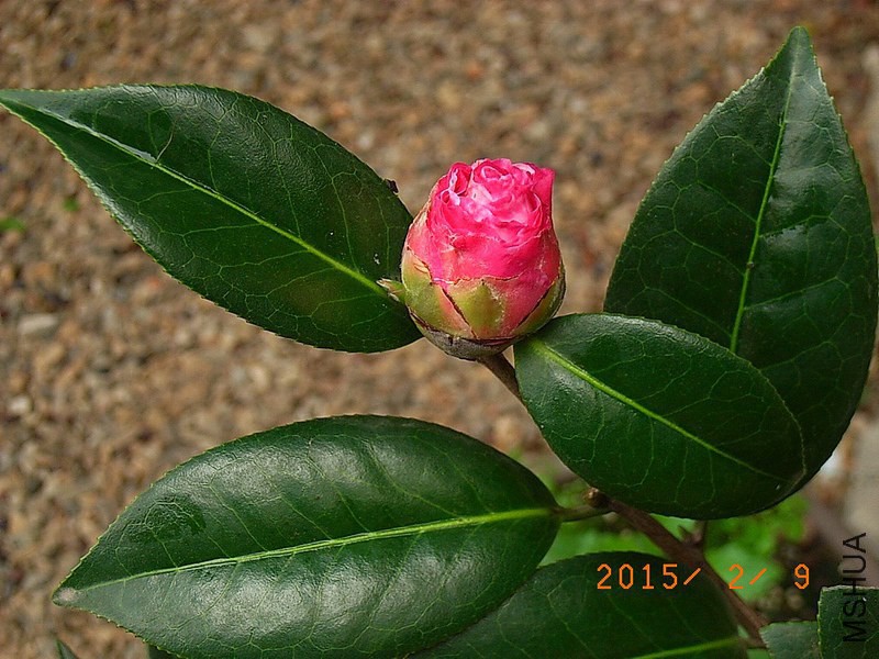 ������a1 (1).JPG