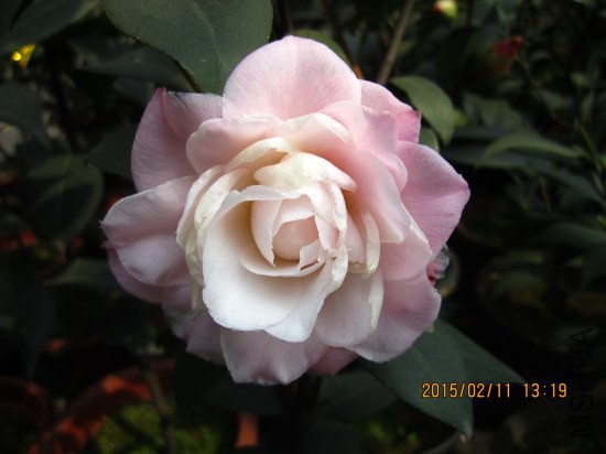 IMG_5550_�༭.jpg