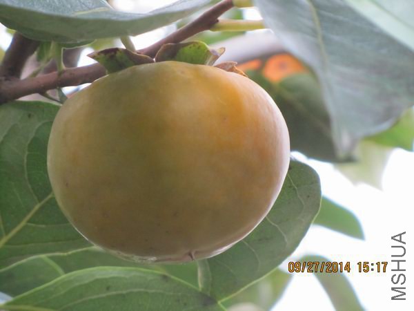 IMG_1031.jpg