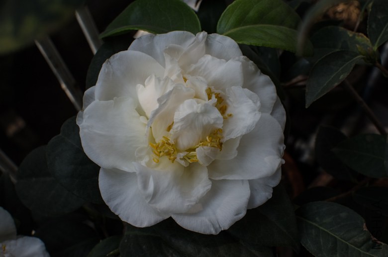 DSC_0001-4.jpg