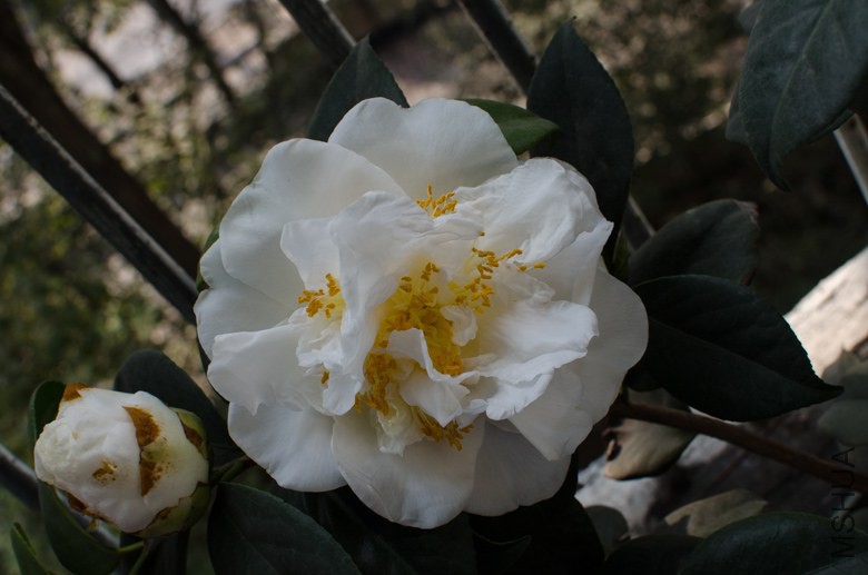 DSC_0003-2.jpg