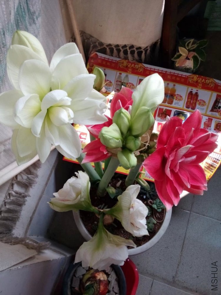psb (15).jpg