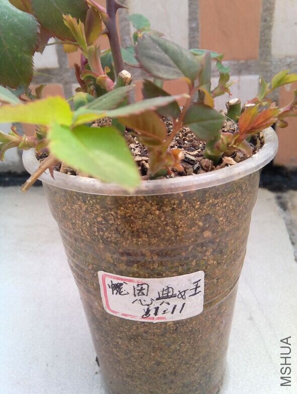 QQͼƬ20150213080659.jpg