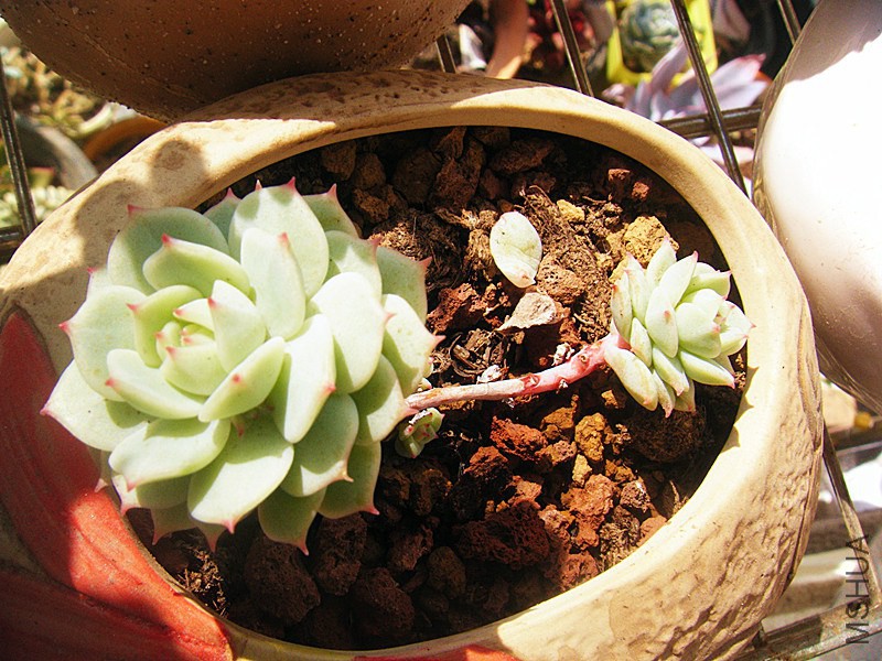 DSCF0562_����.jpg