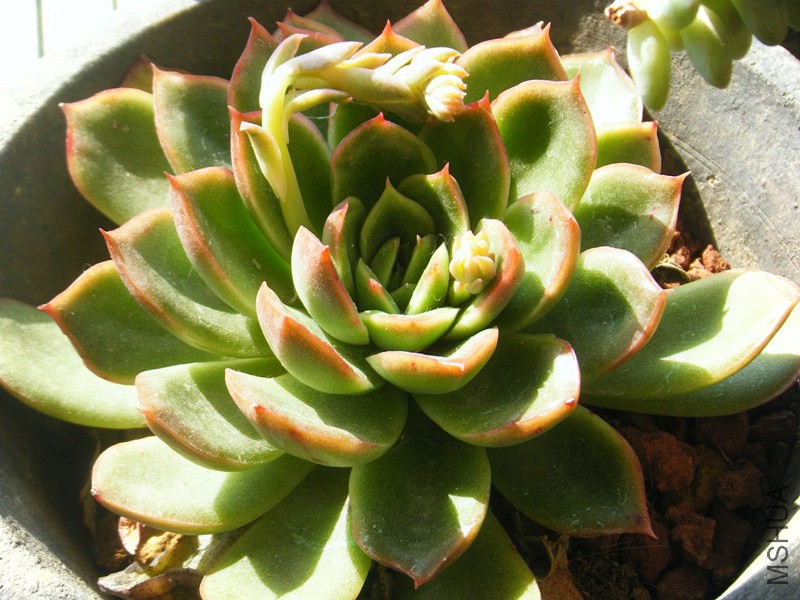 DSCF0550_����.jpg