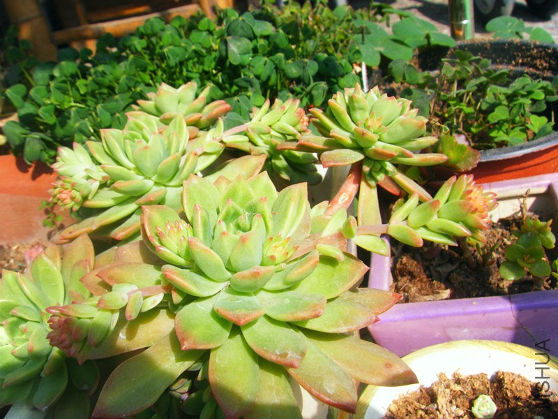 DSCF0563_����.jpg