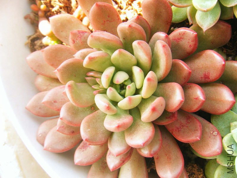 DSCF0558_����.jpg