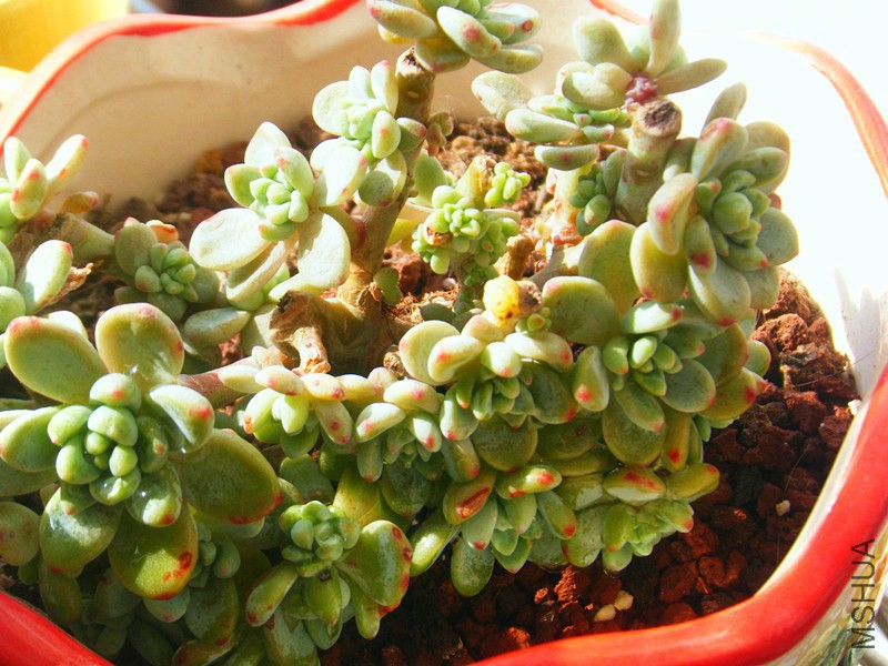 DSCF0552_����.jpg