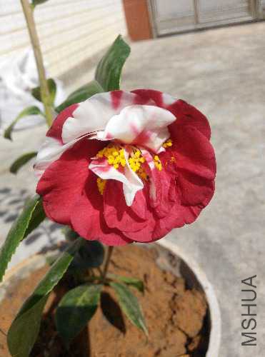 IMG_20150213_112843.jpg