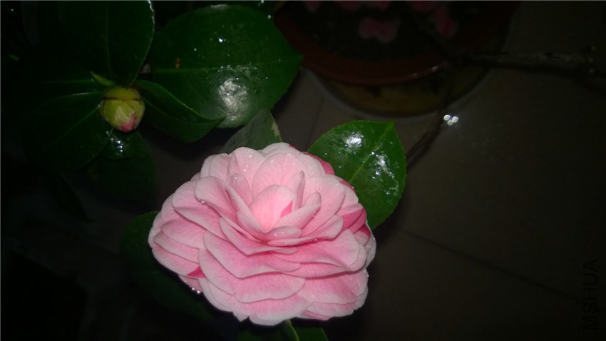 WP_20150207_20_28_55_Pro.jpg