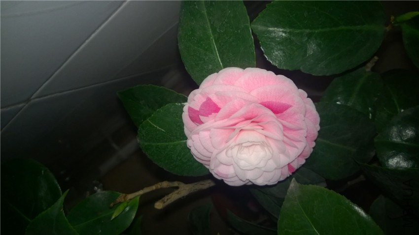 WP_20150211_19_02_37_Pro.jpg