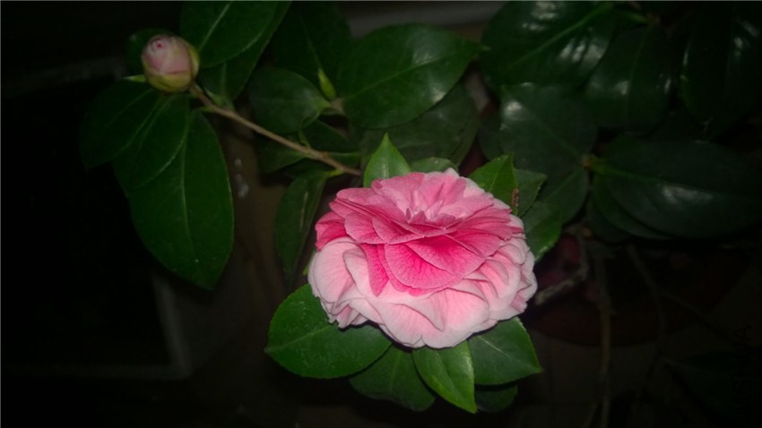 WP_20150211_19_02_43_Pro.jpg