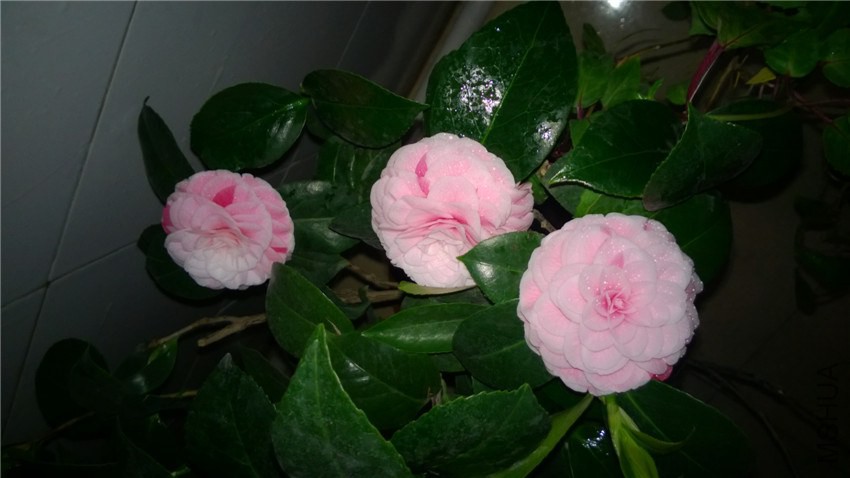 WP_20150212_19_17_39_Pro.jpg