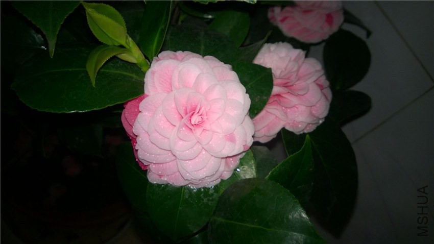 WP_20150212_19_18_13_Pro.jpg