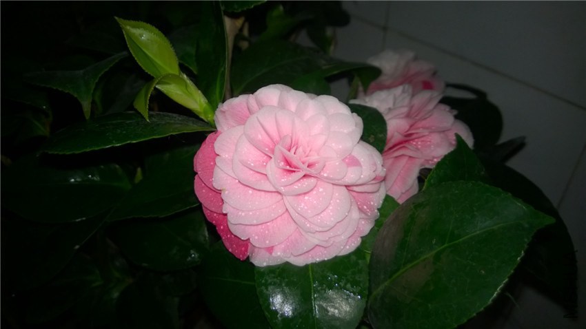 WP_20150212_19_18_19_Pro.jpg