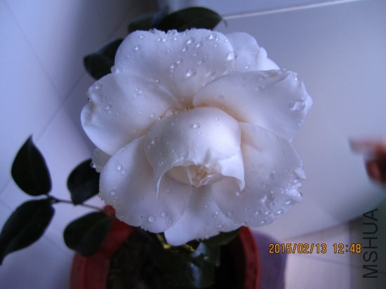 IMG_5558_�༭.jpg