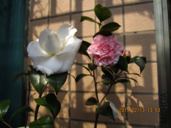 IMG_5563_�༭.jpg