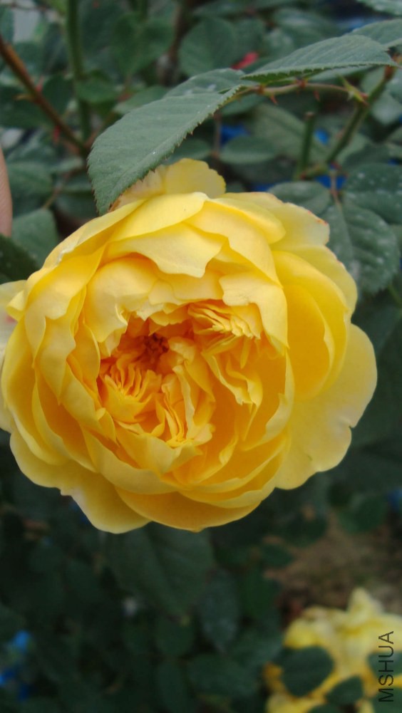 DSC06355.JPG